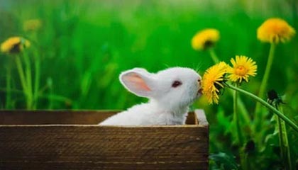 中国茶道三大形式